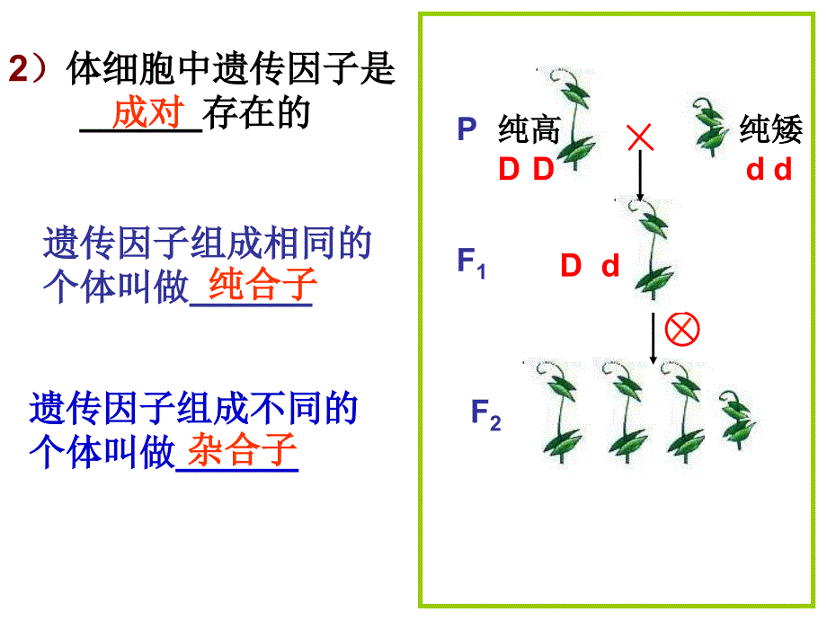 孟德尔的豌豆杂交实验一副本副本2_第3页