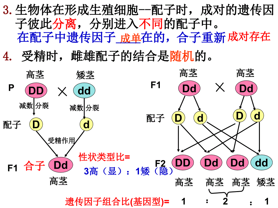 孟德尔的豌豆杂交实验一副本副本2_第4页