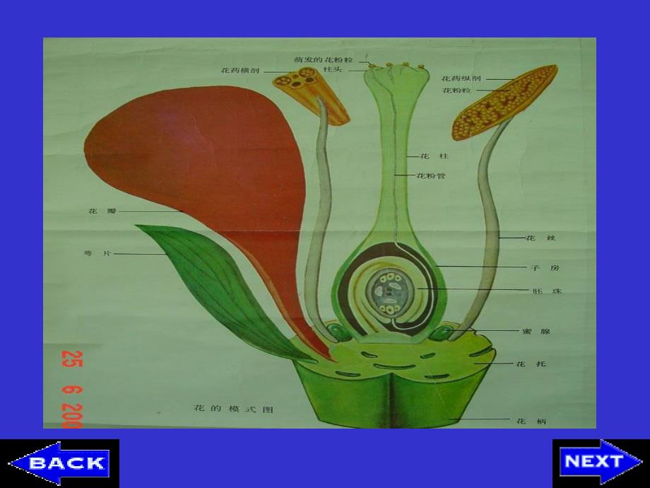 现代生物学(植物学理论部分)：8.Propagation and propagation Organ_第4页