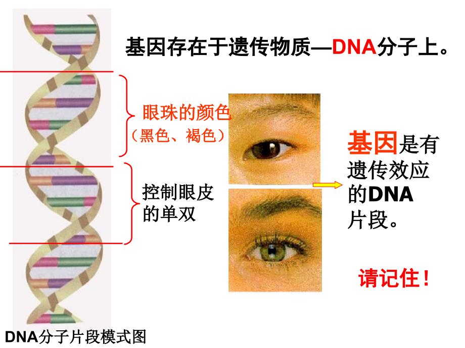 人教版八下第二章第二节基因在亲子代间的传递（共39张PPT）_第3页