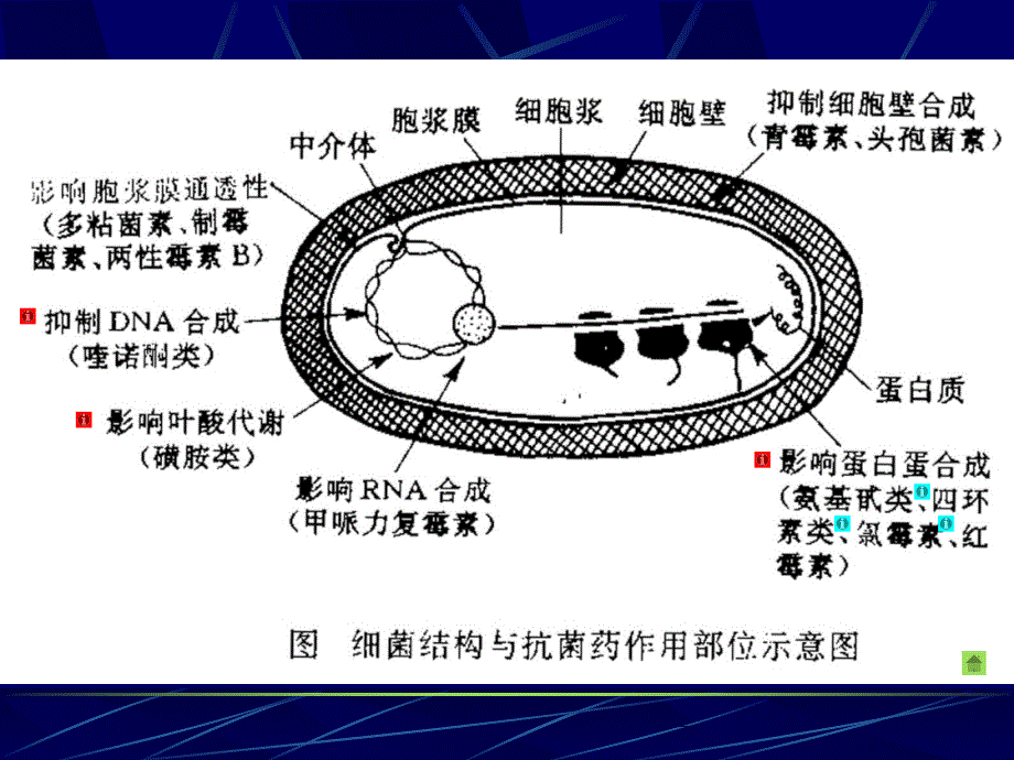 《细菌耐药性变异》PPT课件_第4页