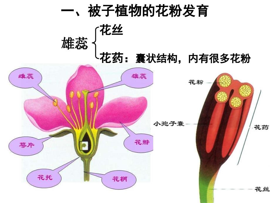 专题三课题2月季的花药培养_第3页