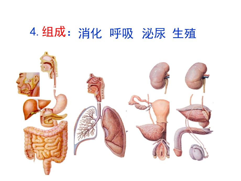 内脏总论及消化系统课件_第4页