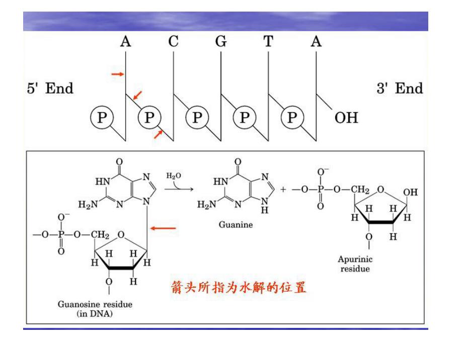 生物化学教学课件：第九章 核酸的化学_第3页