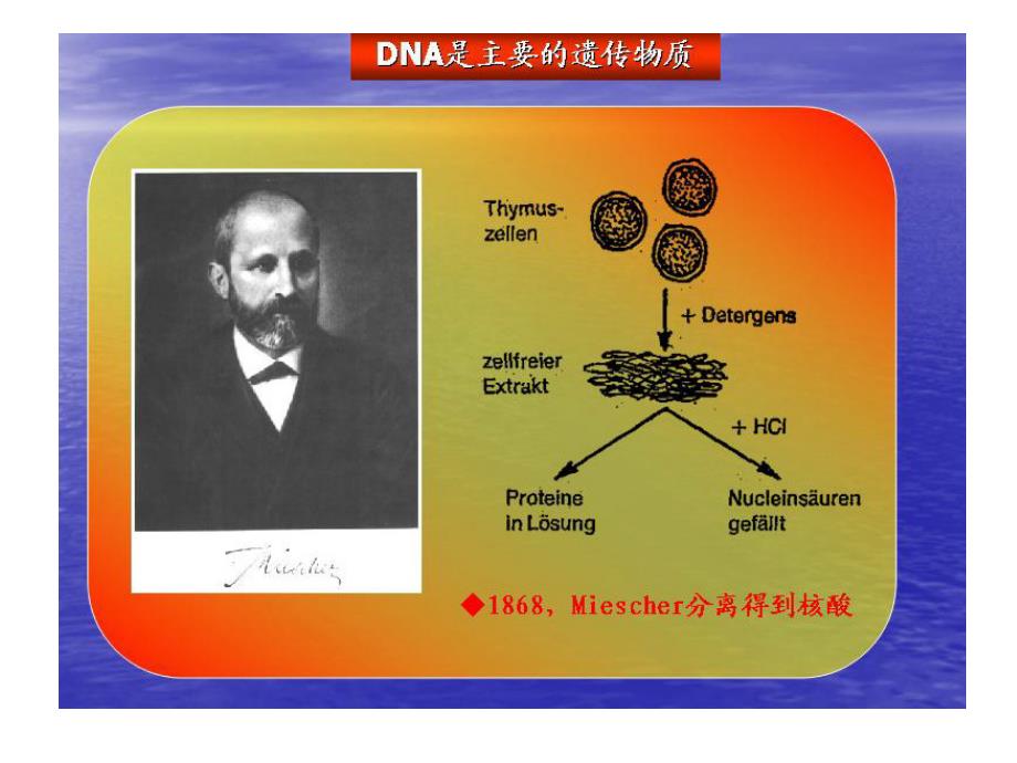 生物化学教学课件：第九章 核酸的化学_第4页