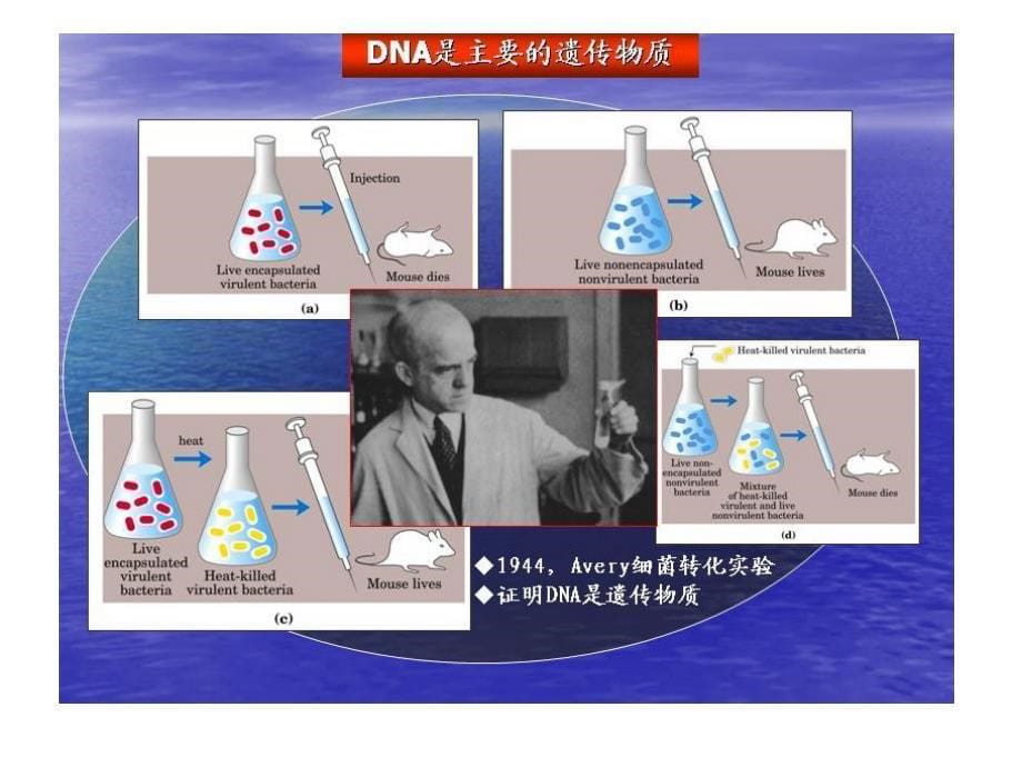 生物化学教学课件：第九章 核酸的化学_第5页