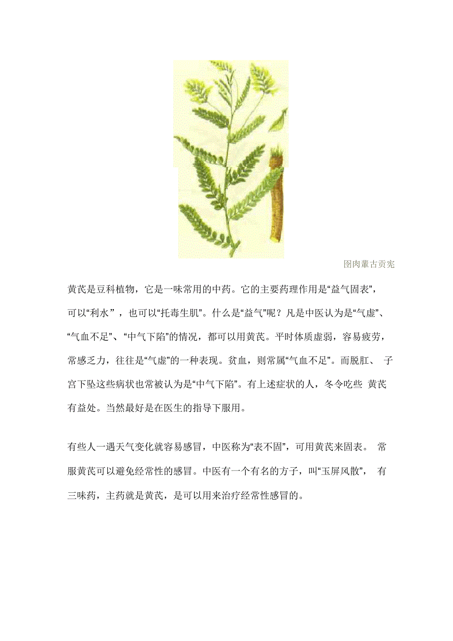 黄芪是豆科植物_第1页