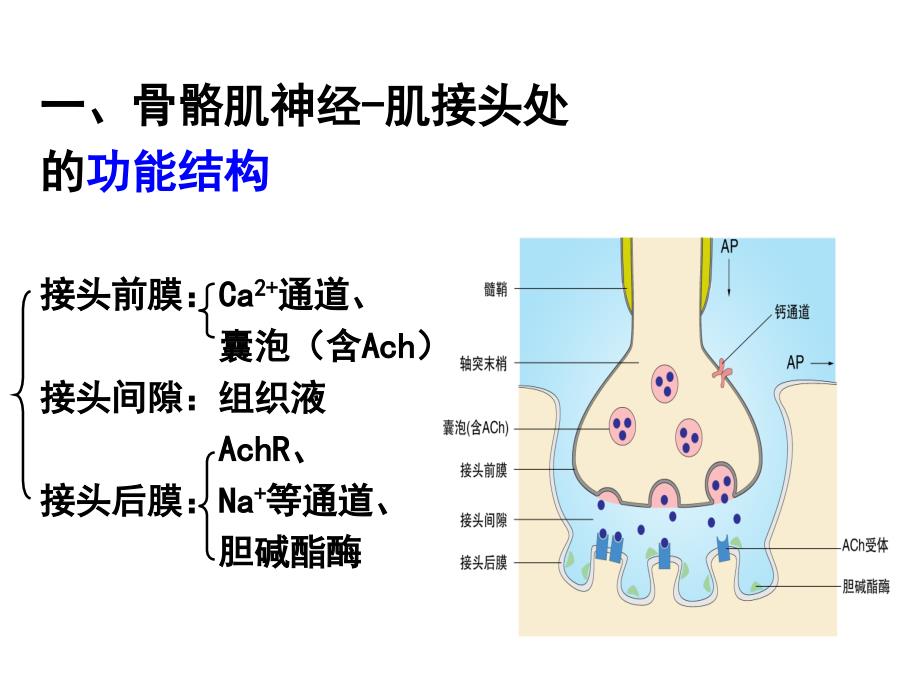 骨骼肌神经肌接头处兴奋的传递ppt课件_第4页