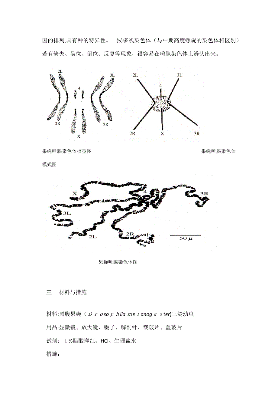 实验四---果蝇唾腺染色体的观察_第3页