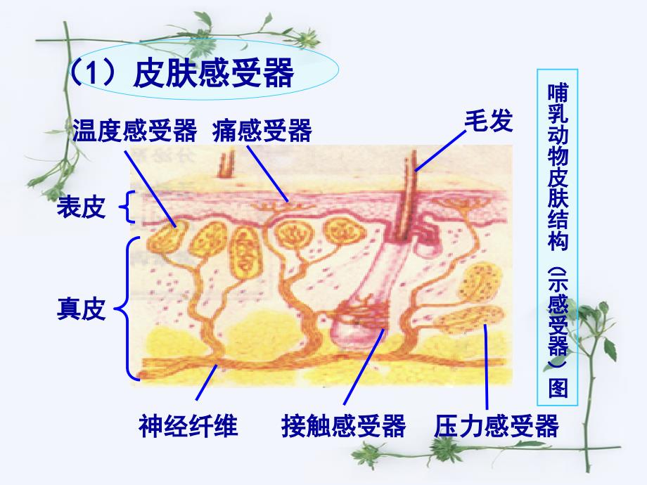 沪科版生物高中第二册5.1动物体对外界信息的获取_第3页