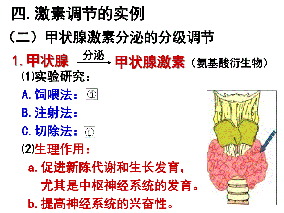 甲状腺激素分级调节_第2页