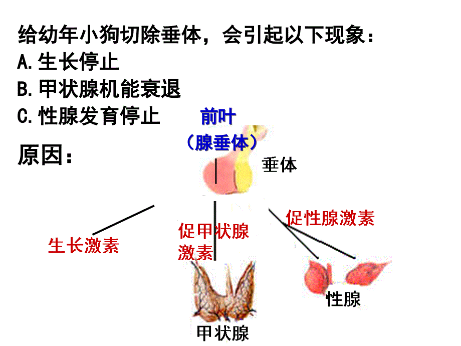 甲状腺激素分级调节_第4页