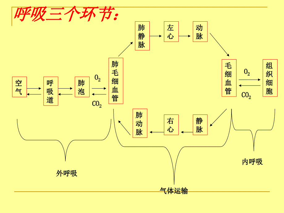 第四部分-呼吸与运动_第3页