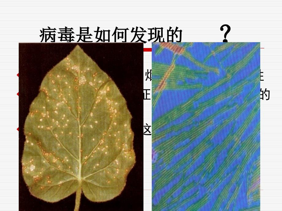 医学微生物：二十二章 病毒的基本性状_第2页