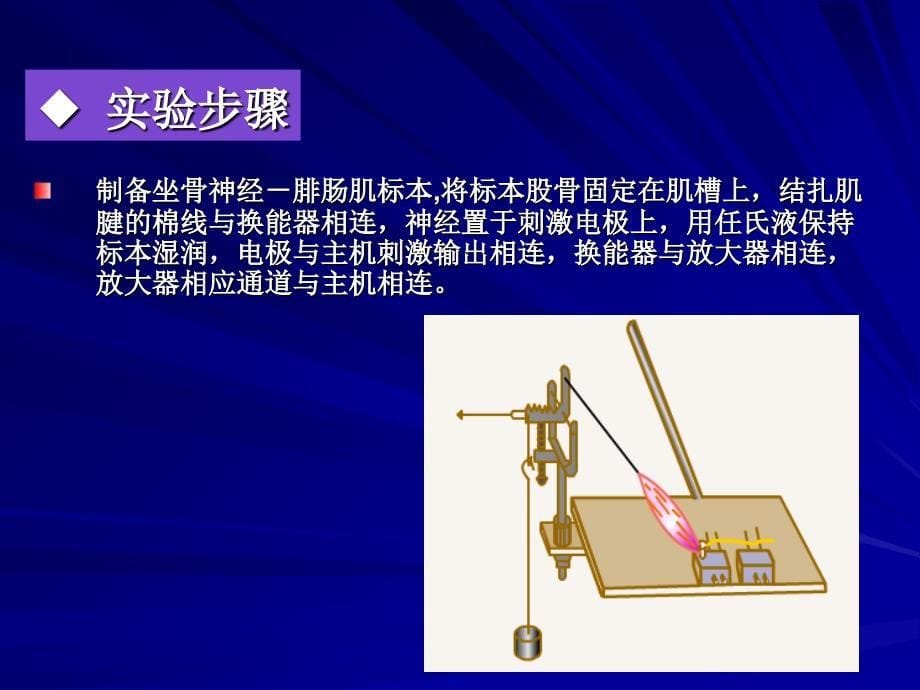 骨骼肌单收缩与强直收缩_第5页