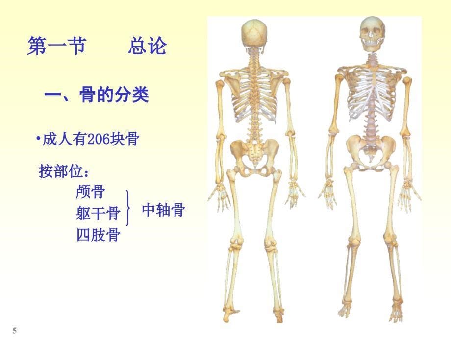 解剖骨学PPT课件_第5页