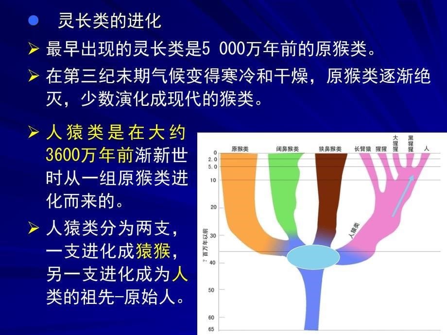 第13讲人类起源发展_第5页