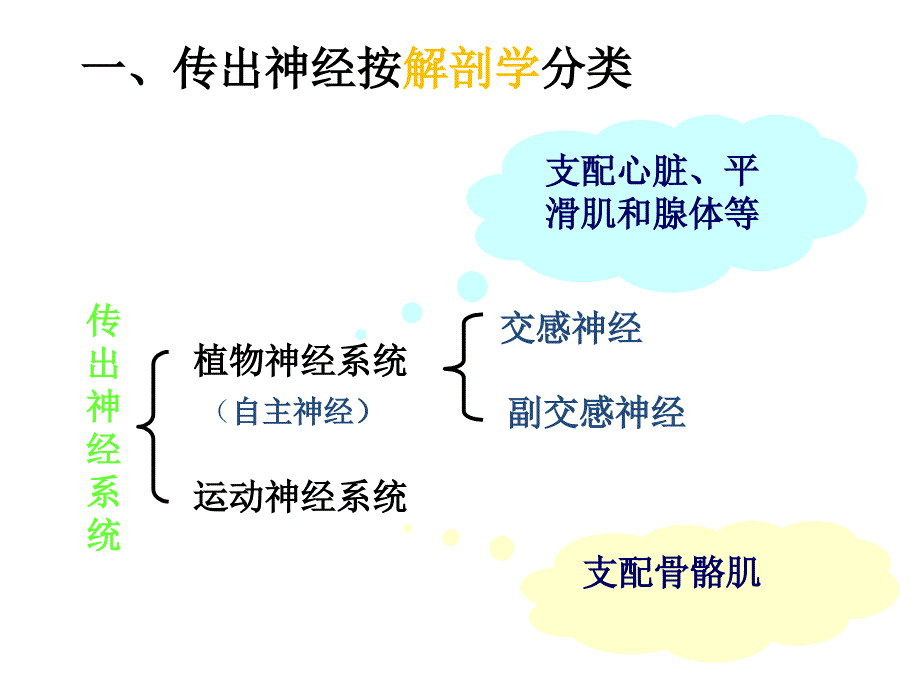 神经系统分类_第4页