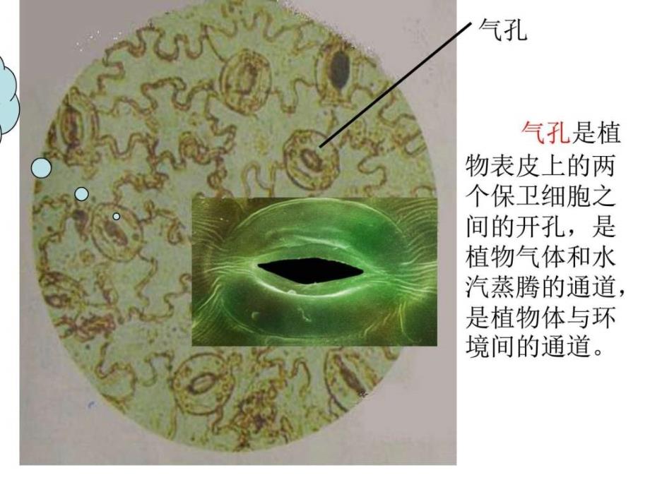 教科版科学六年级下册用显微镜观察身边的生命世界...1614160448.ppt_第3页