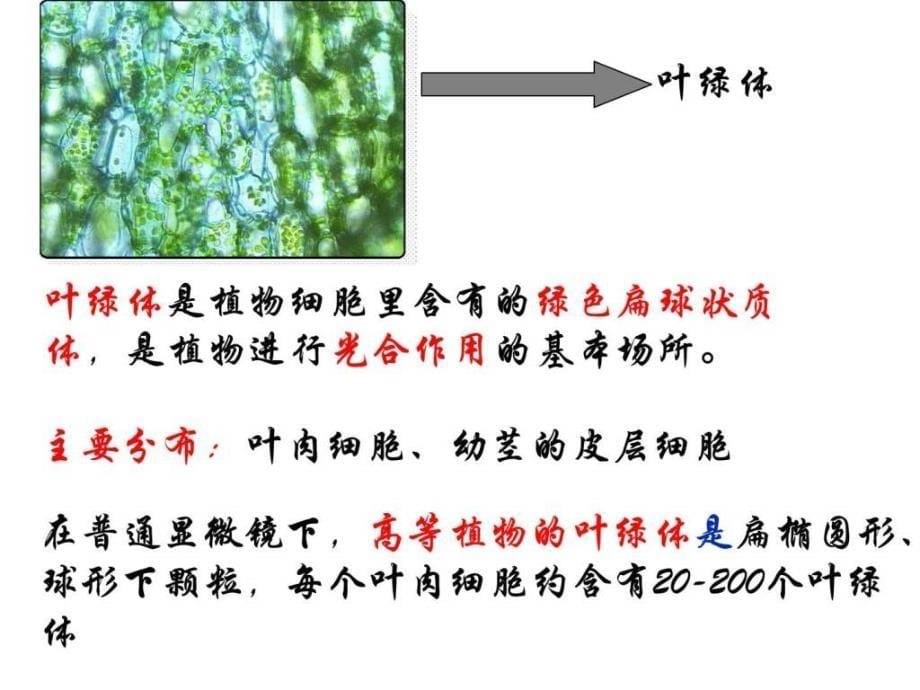 教科版科学六年级下册用显微镜观察身边的生命世界...1614160448.ppt_第5页