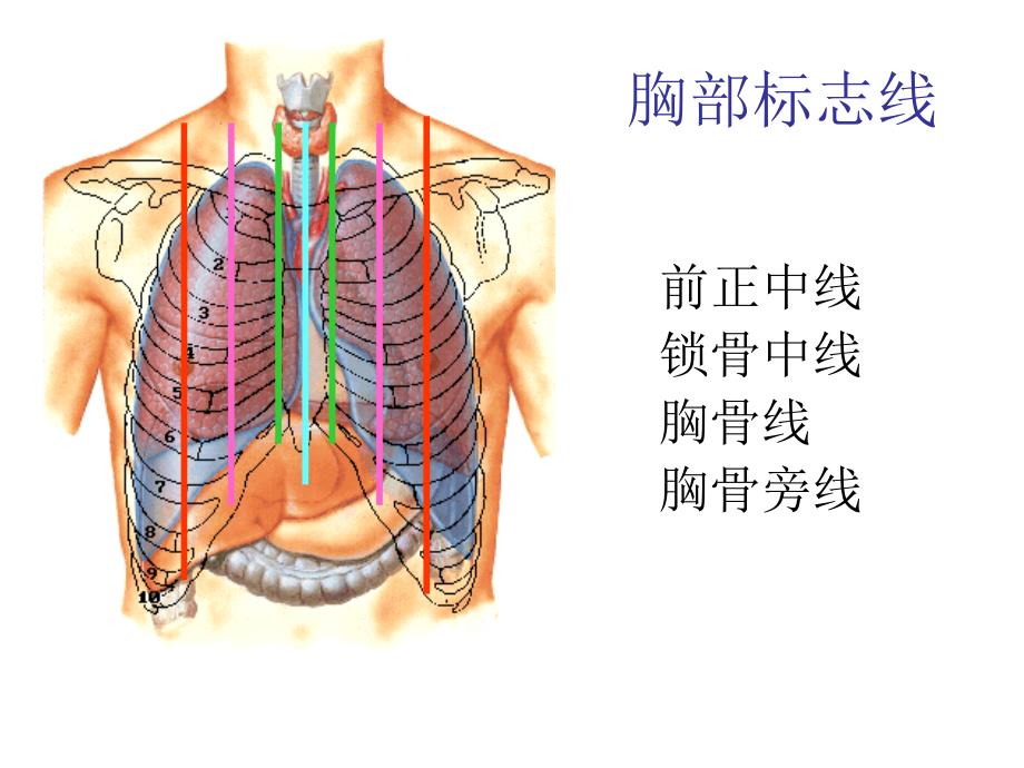 胸前区自由上肢浅层腋窝.ppt_第3页