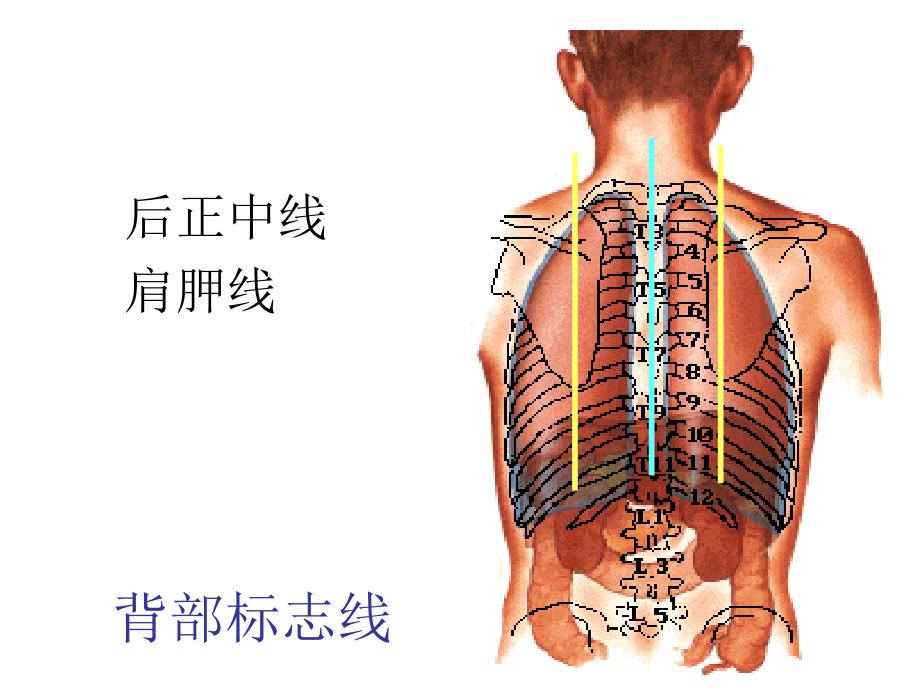 胸前区自由上肢浅层腋窝.ppt_第4页