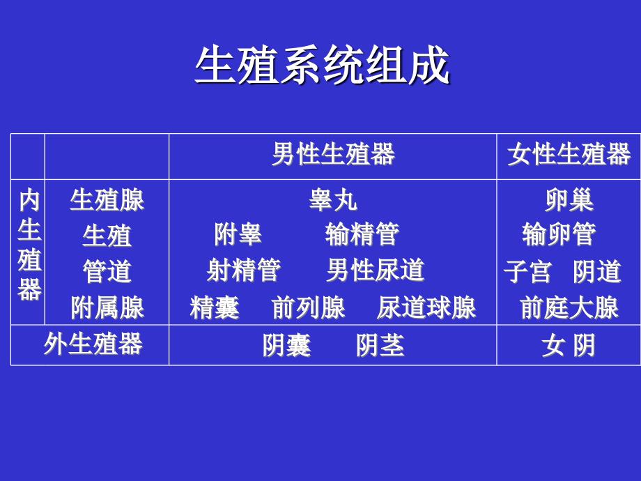 系统解剖学课件：生殖系统_第2页