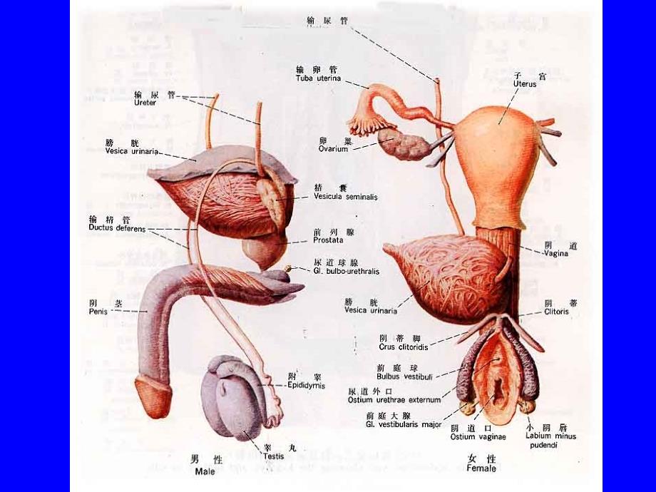 系统解剖学课件：生殖系统_第3页