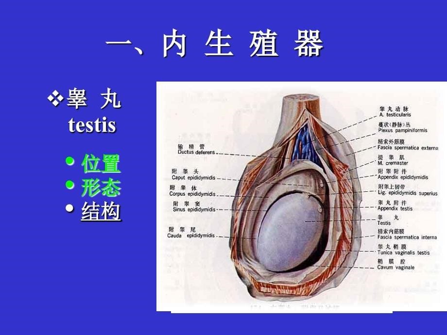 系统解剖学课件：生殖系统_第5页