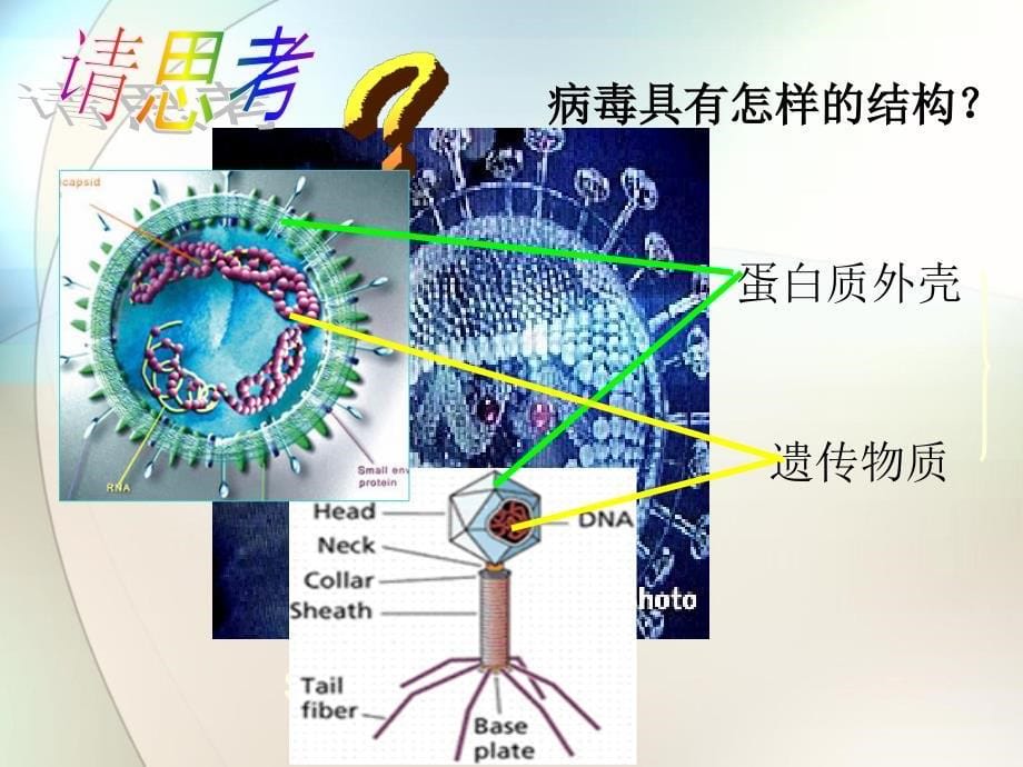 生命活动离不开细胞ppt参考课件_第5页