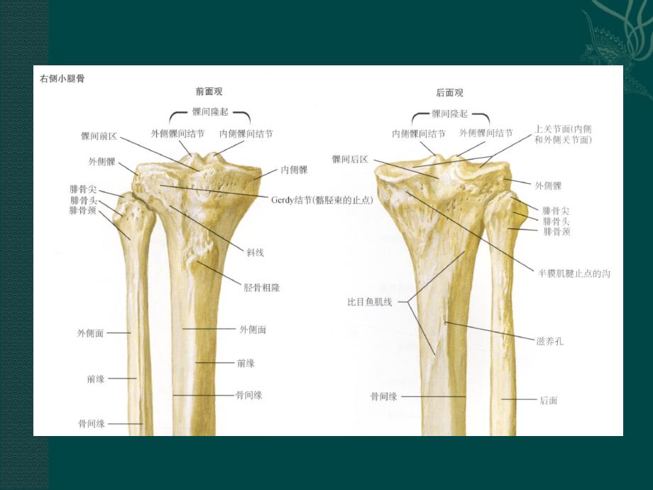 最新腘肌损伤PPT文档_第3页