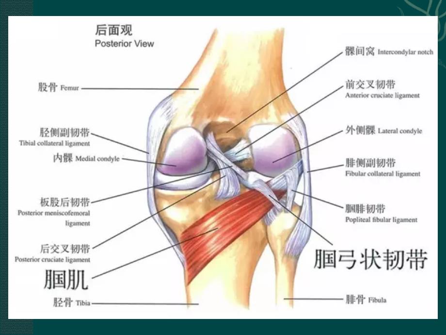 最新腘肌损伤PPT文档_第4页