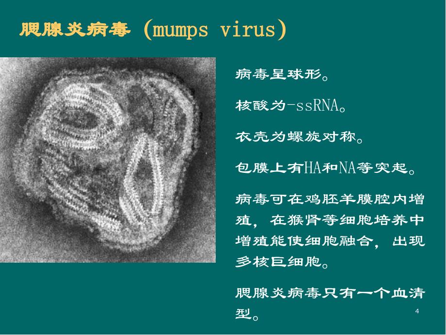 流行性腮腺炎PPT医学课件_第4页