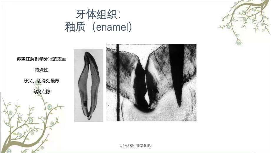 口腔组织生理学概要v课件_第4页