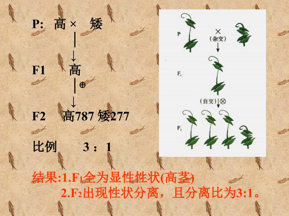 必修2：分离规律试验中图版文档资料_第4页