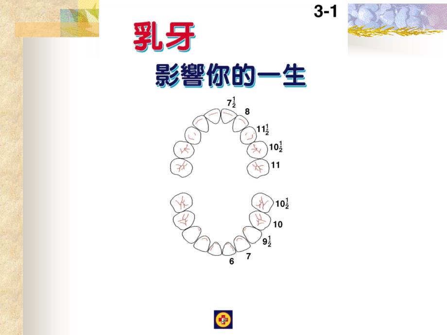 【课件】牙齿的构造与功能_第2页