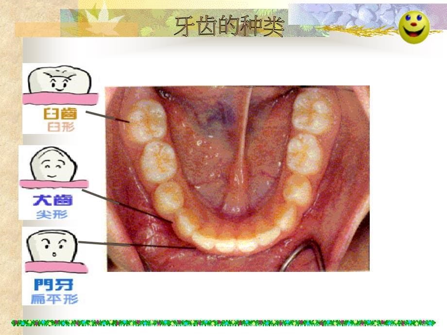 【课件】牙齿的构造与功能_第5页