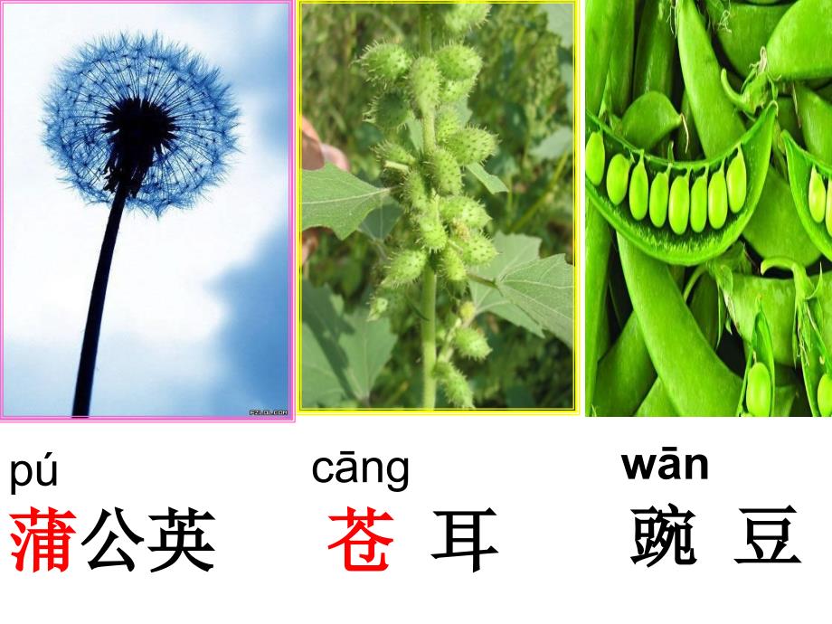 人教版小学语文课件《植物妈妈有办法》_第3页