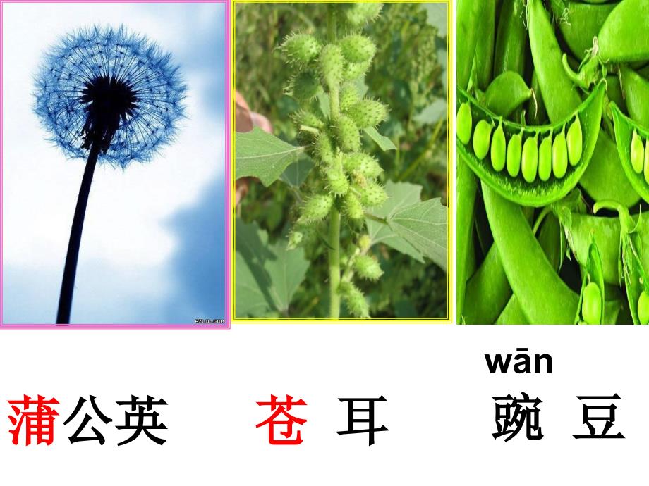 人教版小学语文课件《植物妈妈有办法》_第4页