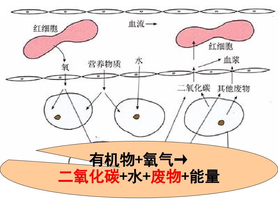 人体内废物的排出复习课件_2_第4页