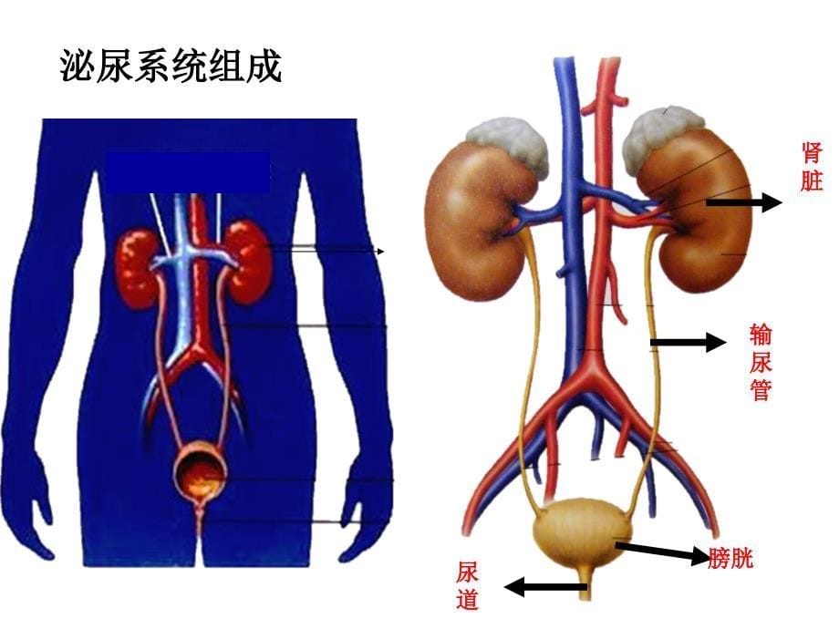 人体内废物的排出复习课件_2_第5页