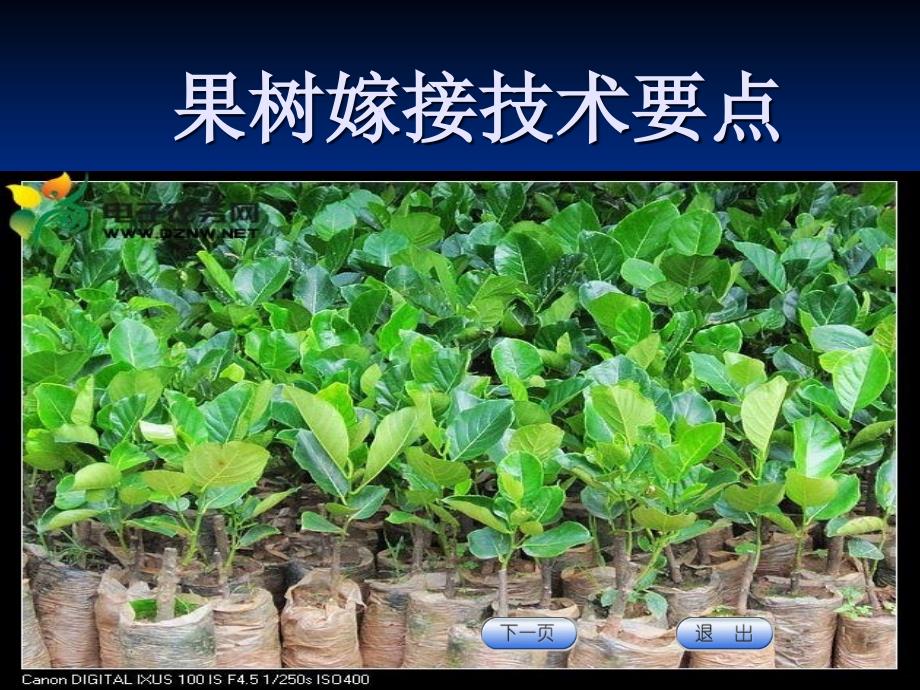 d果树育苗建园栽植技术_第2页