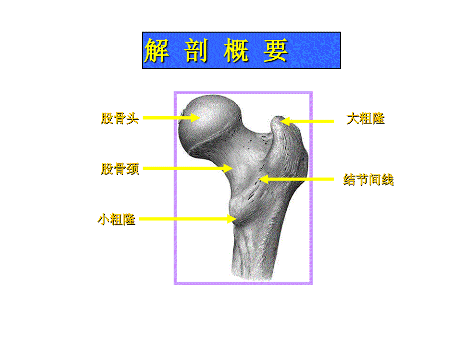 股骨颈骨折PPT012_第3页