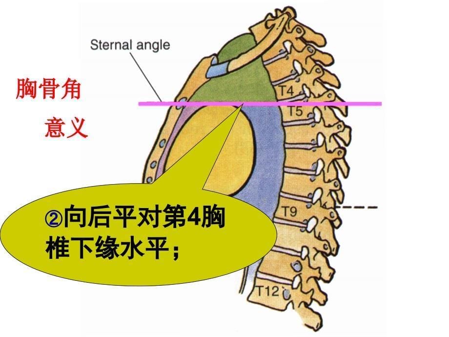 胸部体格检查PPT课件_第5页