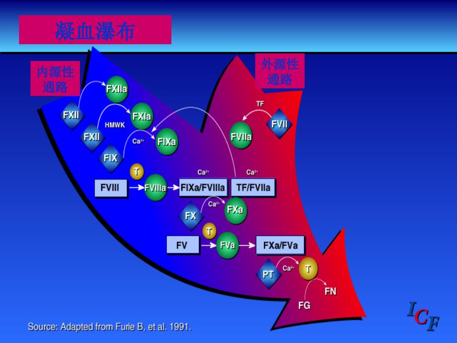 血液透析中抗凝剂的临床应用课件.ppt_第3页