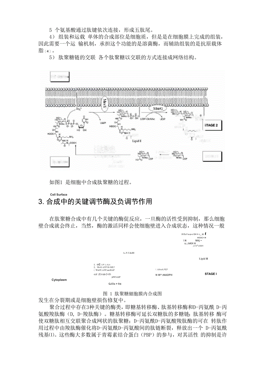 肽聚糖型细胞壁合成中的调节作用_第2页