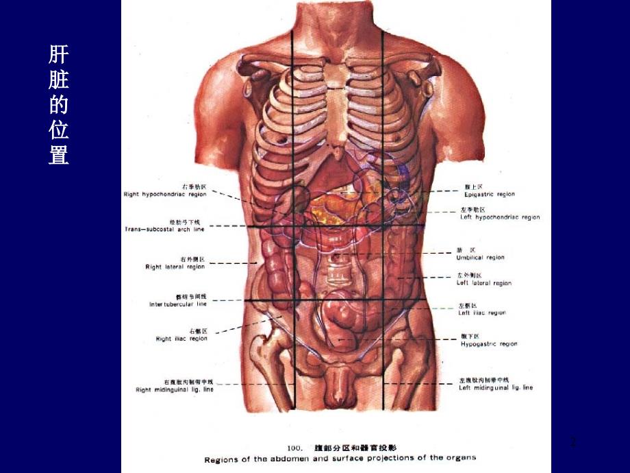 肝脏胆道系统解剖ppt课件_第2页