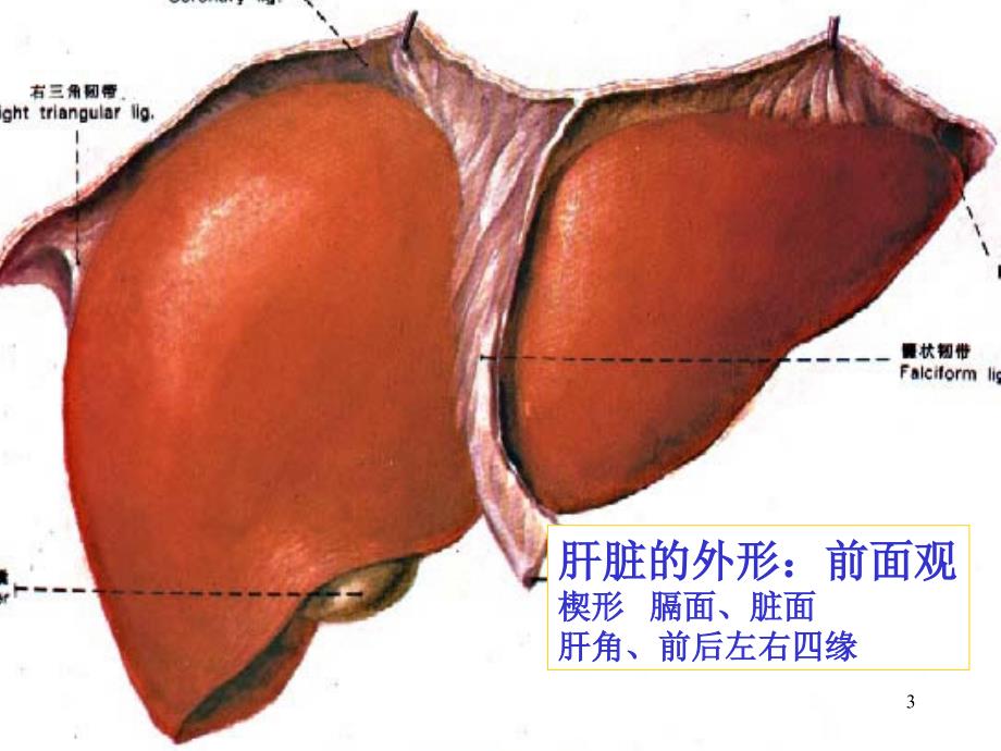 肝脏胆道系统解剖ppt课件_第3页