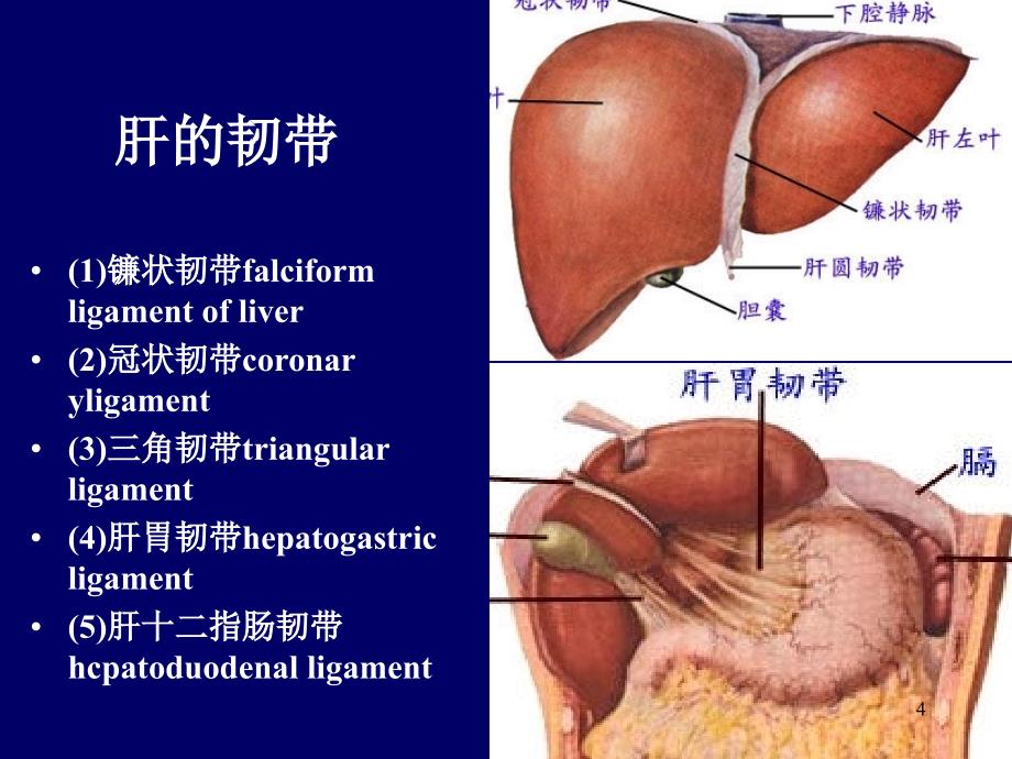 肝脏胆道系统解剖ppt课件_第4页