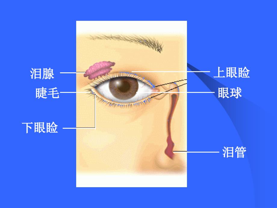 162人体对外界信息的感知_第4页